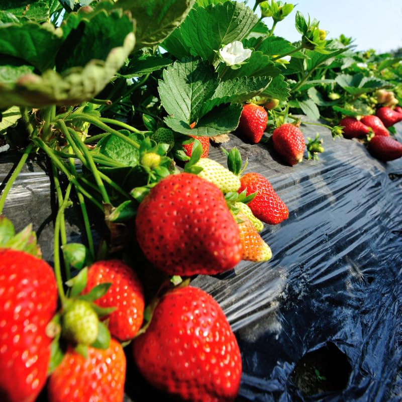 Strawberry Roots for Planting, Sparkle Strawberry, 50 Per Pack, Large Fruit Bearing Perennial, Junebearing Plants for Backyard and Garden