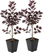 2 Purple Smoke Tree Plants Live, 12-18 Inch Tall in 4" Pot, Royal Purple Foliage Ornamental Shrub, Cold-Hardy Decorative Plant for Sun