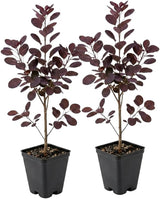 2 Purple Smoke Tree Plants Live, 12-18 Inch Tall in 4" Pot, Royal Purple Foliage Ornamental Shrub, Cold-Hardy Decorative Plant for Sun