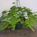 Live Piggyback Plant Tolmiea Menziesii | 4" Potted Native Evergreen Perennial | Shade-Tolerant Indoor Foliage & Well-Rooted Plant