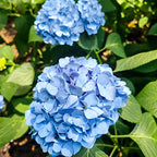2 Nikko Blue Hydrangea Live Plants for Planting, 6-12 Inch Tall in 2.5 Inch Pot, Blue Mophead Bloom, Flowering Shrub for Garden and Patio