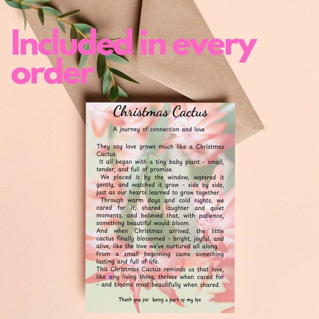 Yellow Christmas Cactus Live Plant | 3–4 Inch Tall Indoor Houseplant | Well-Rooted Holiday Cactus | Gift Story Card for Friends & Gift for New Home