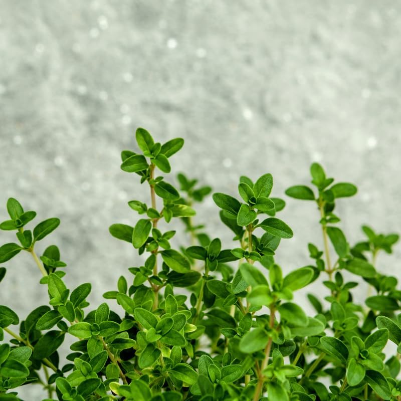 Lemon Thyme Plants Live, 4 Inch Tall Starter, Fragrant Citrus Herb for Culinary Gardens and Potted Porches