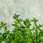 Lemon Thyme Plants Live, 4 Inch Tall Starter, Fragrant Citrus Herb for Culinary Gardens and Potted Porches