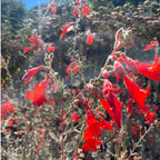 2 Fuchsia Plants Live, Dark Blue & Red Fuchsia, 6-12 Inch Tall, Blue Eye Variety, Trailing Flowering Plant, Ideal for Hanging Baskets