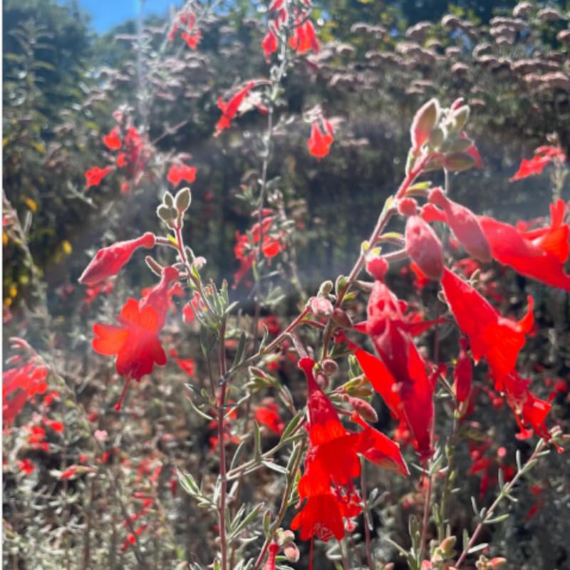2 Fuchsia Plants Live, Gold and Red Foliage, 6-12 Inch Tall, Autumnale Variety, Trailing Flowering Plant, Ideal for Hanging Baskets