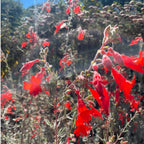 2 Fuchsia Plants Live, Gold and Red Foliage, 6-12 Inch Tall, Autumnale Variety, Trailing Flowering Plant, Ideal for Hanging Baskets