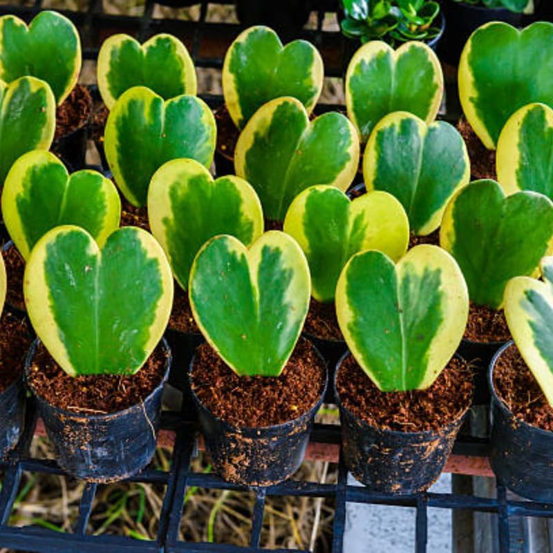 Variegated Hoya Kerrii Heart Plant Live, 2 Inch Pot, Potted Heart-Shaped Succulent, Yellow and Green Indoor Plant for Desks and Gifts