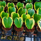 Variegated Hoya Kerrii Heart Plant Live, 2 Inch Pot, Potted Heart-Shaped Succulent, Yellow and Green Indoor Plant for Desks and Gifts