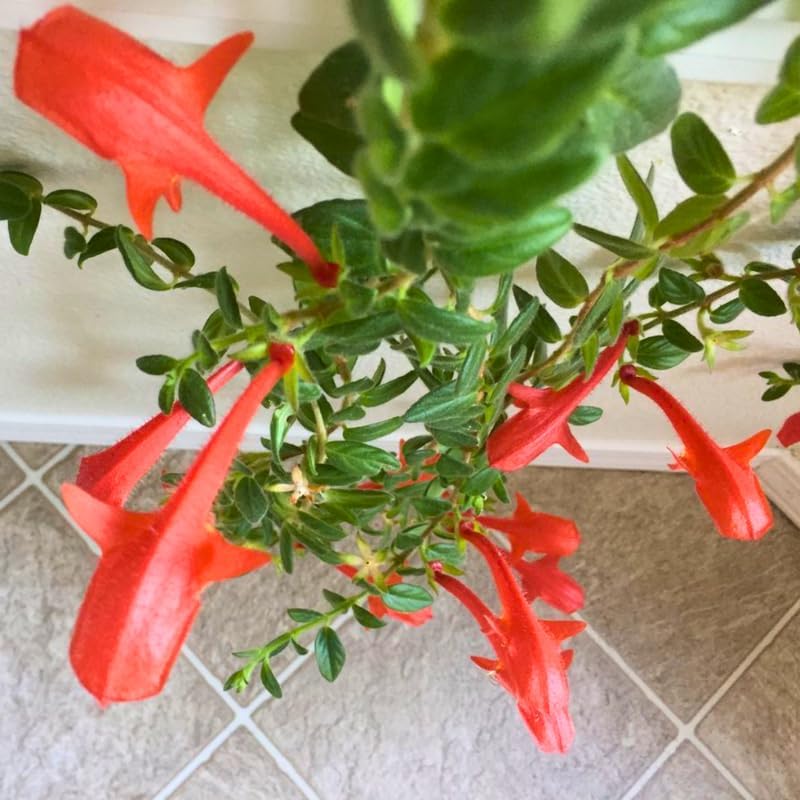 Columnea Long Leaf Goldfish Cactus Plant Live | 4-6 Inch Tall | Stunning Trailing Indoor Plant | Long Foliage with Bright Blooms for Hanging Baskets | Suitable for Gifts