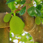 (No Ship to CA,HI,AK) Jackfruit Tree Live Plant, 3 Gallon Pot, 3 Feet Tall, Potted Tropical Fruit Tree Starter for Backyard and Large Containers