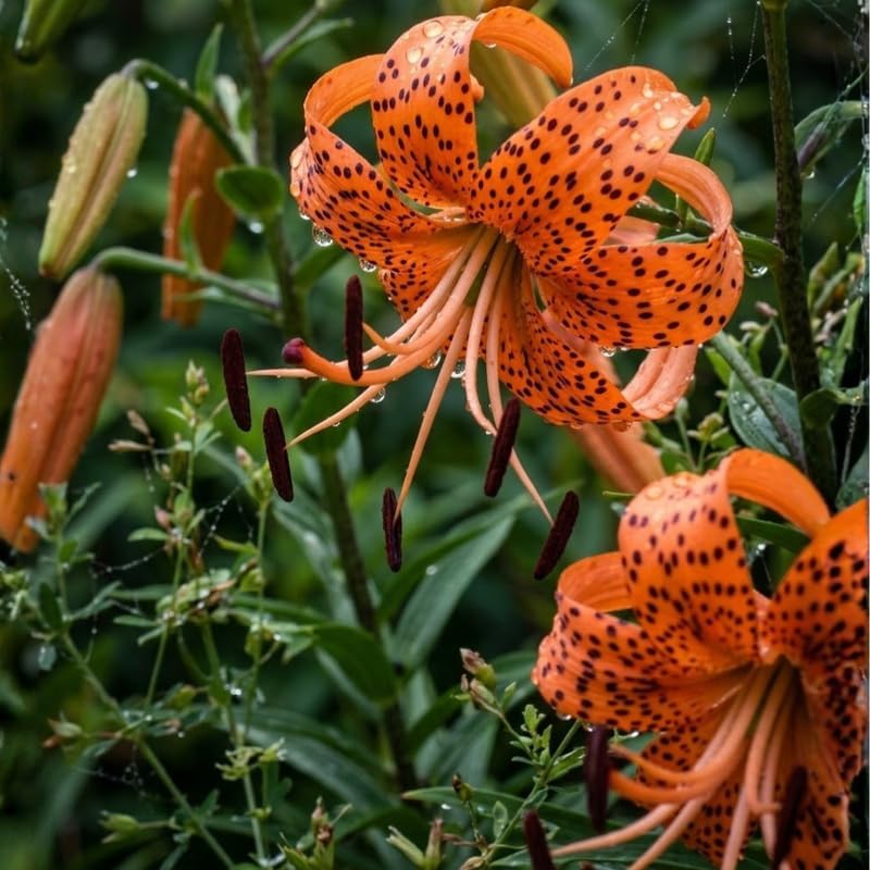 6 Tiger Lily Bulbs, Easy to Grow Summer Flowering Perennial, Low Maintenance Cold-Hardy Bulbs for Sunny Spots