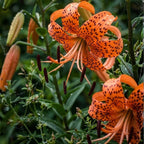 6 Tiger Lily Bulbs, Easy to Grow Summer Flowering Perennial, Low Maintenance Cold-Hardy Bulbs for Sunny Spots