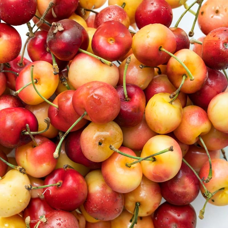(No Ship to CA,HI,AK) Cherry Tree – Stella Cherry, 2-3 Ft Tall in 3 Gal Container, Cold-Hardy Edible Fruit Tree for Large Pots and Landscapes