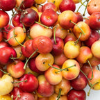 (No Ship to CA,HI,AK) Cherry Tree – Stella Cherry, 2-3 Ft Tall in 3 Gal Container, Cold-Hardy Edible Fruit Tree for Large Pots and Landscapes