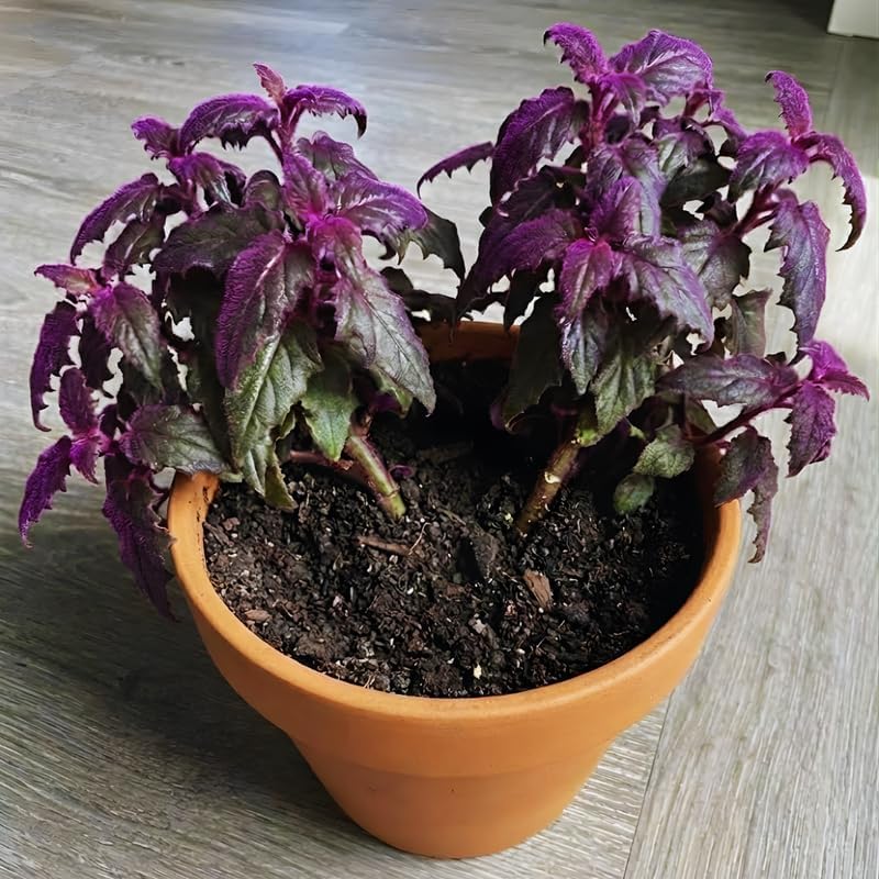 2 Purple Passion Plant Live Indoor Plant, 4-8 Inch Tall, 2 Rooted Plants Per Pot, Low Maintenance Tropical Velvet Vine for Bright Indirect Light