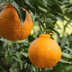 Hamlin Orange Tree for Planting | 2.5–3 Ft Live Citrus Plant | Easy-Grow Edible Fruit Tree for Home Gardens & Patios | No Ship to CA,HI,AK