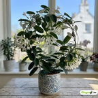 1 Bridal Wreath Jasmine Plant Live, 4-5 Inch Tall, Low Maintenance, Easy to Grow Jasmine Vine Plant Live, Sweetly Fragrant Blooms for Garden, Patio & Outdoor Spaces