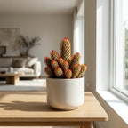 Live Cactus Plant Gymnocalycium Horstii Green Tomato, 4" Pot, Low Maintenance Rare Cactus, Drought Tolerant Houseplant for Indoor Décor, Windowsills & Succulent Collections