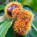 2 Chinese Chestnut Tree Live Plant – 2 to 3 Ft Tall | Sweet Nut-Producing Tree for Home Orchards | Hardy and Fast-Growing