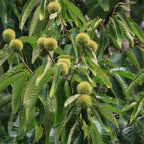 2 Chinese Chestnut Tree Live Plant – 2 to 3 Ft Tall | Sweet Nut-Producing Tree for Home Orchards | Hardy and Fast-Growing