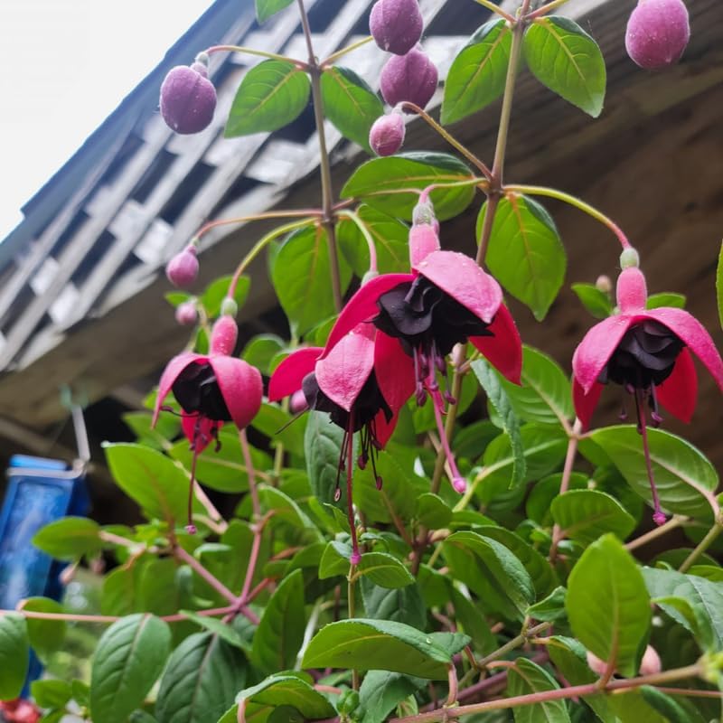 2 Fuchsia Plants Live, Dark Blue & Red Fuchsia, 6-12 Inch Tall, Blue Eye Variety, Trailing Flowering Plant, Ideal for Hanging Baskets