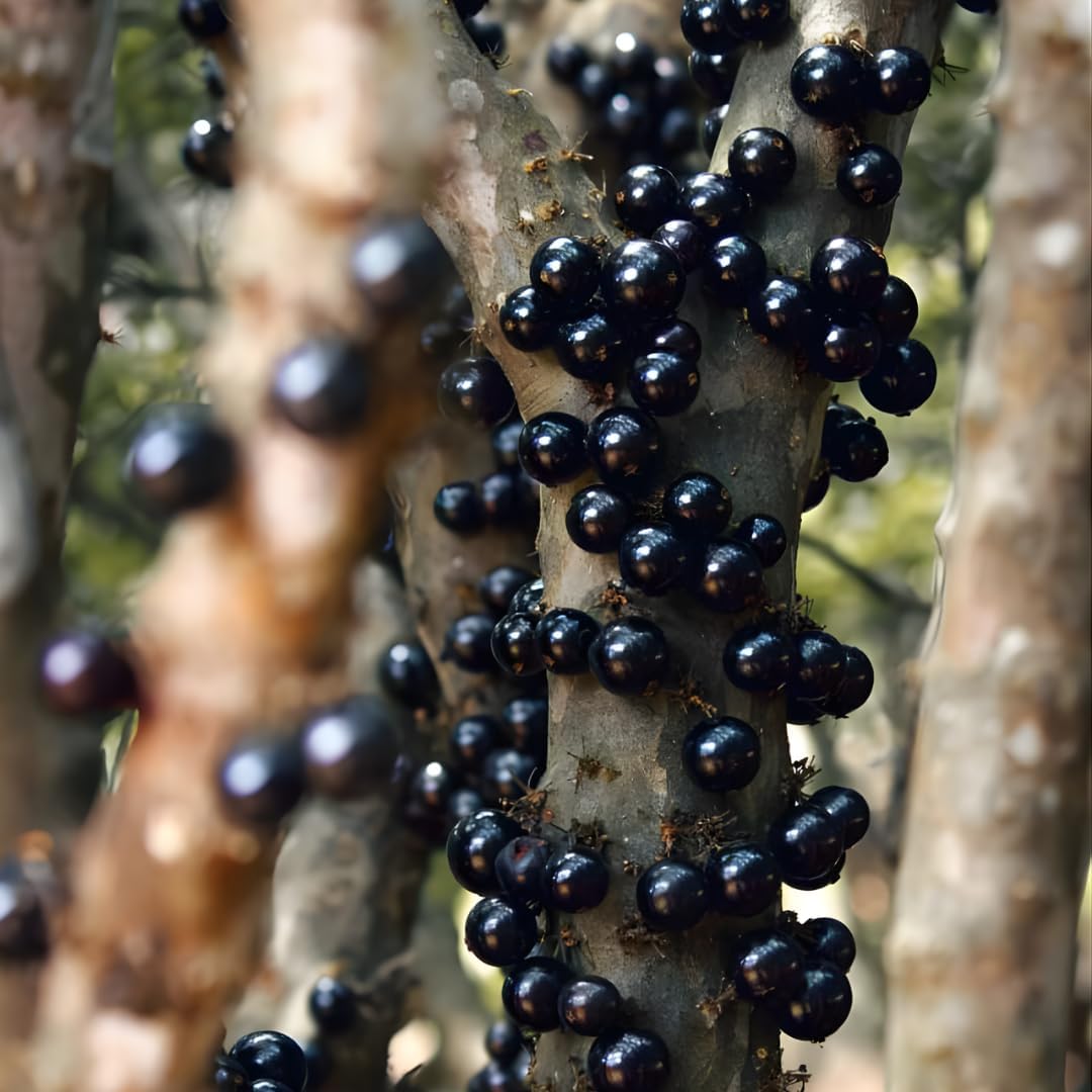 Jabuticaba Fruit Tree for Planting | Jaboticaba Live Tree | 2.5–3 Ft Potted Tropical Fruit Tree | Sweet Edible Berries for Home Gardens Patios & Containers | No Ship to CA,HI,AK