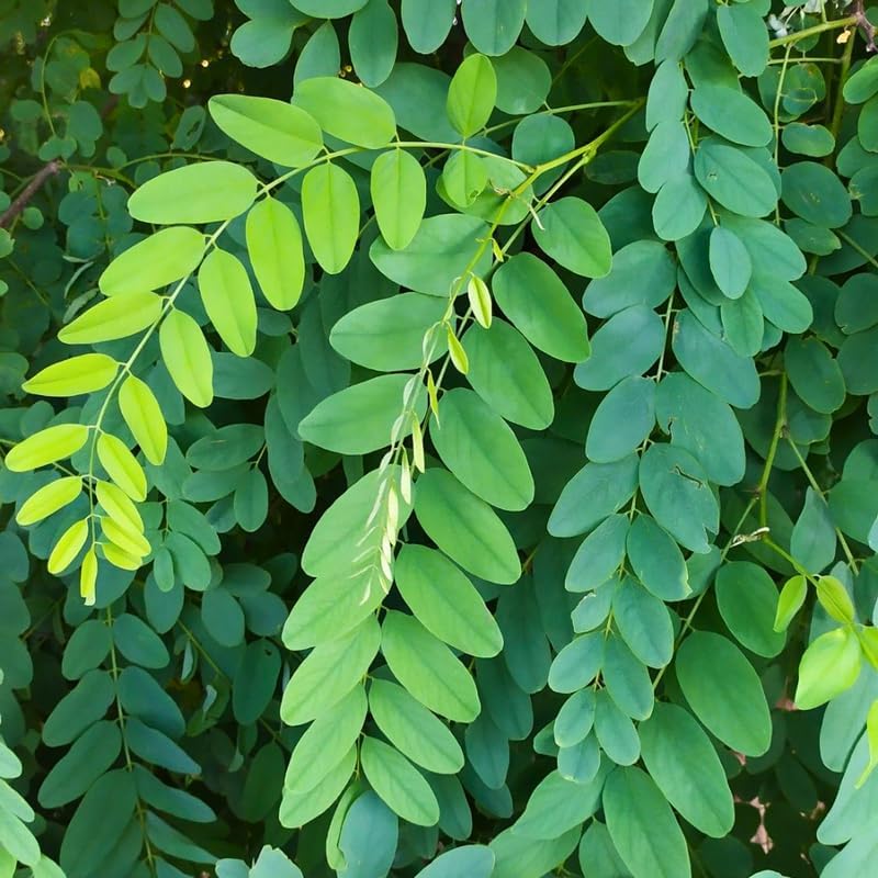 2 Honey Locust Native Seedling Trees | Honey Locust Live Plants for Outdoor Growing | 1–2 Ft Tall Young Trees | Suitable for Shade and Open Landscapes