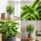 Dracaena Tornado Live Plant, 4 Inch Pot, Sturdy Low Maintenance Indoor Plant with Twisted Curly Leaves for Home & Office Desk Decor