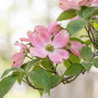 2 Pink Dogwood Tree, Cornus Florida Rubra, 6-12" Inch Tall in 2.5 Pot, Cold-Hardy Flowering Perennial, Low Maintenance Tree with Pink Blossoms