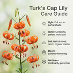 10 Tiger Lily Bulbs, Well-Rooted Turk's Cap Lilium Superbum Bulbs, Vigorous Growth Habit with Showy Recurved Orange Flowers