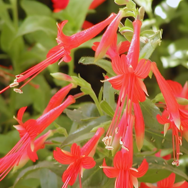 Fuchsia Plants Live, Double Red Fuchsia, 6-12 Inch Tall, Marinka Variety, Fast Growing Deciduous Flowering Shrub, Well-Rooted Plant