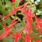 Fuchsia Plants Live, Gold and Red Foliage, 6-12 Inch Tall, Autumnale Variety, Fast Growing Deciduous Flowering Shrub, Well-Rooted Plant