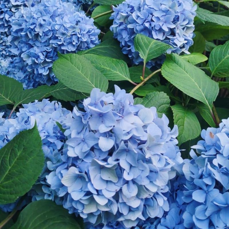 2 Blue Hydrangea Tree Live Plants | 6-18 Inch Bare Root Seedlings | Low Maintenance Flowering Shrub | Well-Rooted Plants for Garden