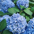 2 Blue Hydrangea Tree Live Plants | 6-18 Inch Bare Root Seedlings | Low Maintenance Flowering Shrub | Well-Rooted Plants for Garden