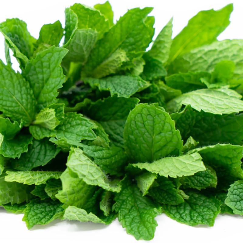 Chocolate Mint Plants Live, Mint Plants for Inside and Home Décor, 3-Inch Potted Fresh Herb for Indoor Outdoor Growing