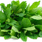 Peppermint Plants Live, Mint Plants for Inside and Home Décor, 3-Inch Potted Fresh Herb for Indoor Outdoor Growing
