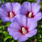 2 Purple Althea Live Plants (Rose of Sharon) | 10-12 Inch Tall Flowering Trees | Hardy Hibiscus Shrubs for Outdoor Planting, Landscaping & Garden Beds