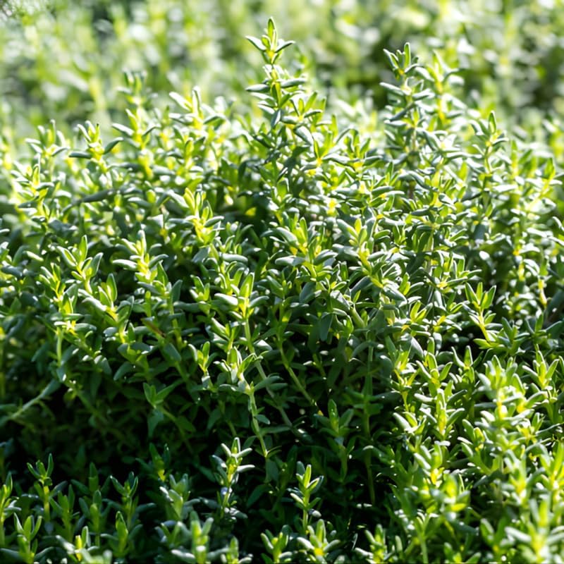 Thyme Plants Live, French Thyme, 4-Inch Tall, Easy to Grow & Low Maintenance, Fresh Culinary Herb for Cooking, Indoor/Outdoor Herb Garden