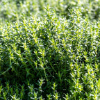 Thyme Plants Live, French Thyme, 4-Inch Tall, Easy to Grow & Low Maintenance, Fresh Culinary Herb for Cooking, Indoor/Outdoor Herb Garden