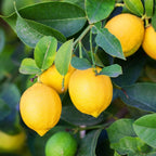 Live Meyer Lemon Tree | 1–2 Ft Tall Citrus Plant | Sweet, Juicy Lemons for Cooking, Drinks, and Home Gardening | No Ship to CA,HI,AK