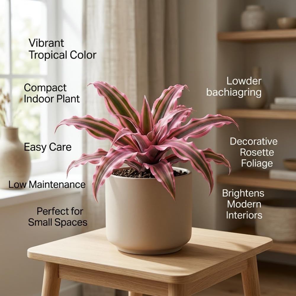 Pink Earth Star Plant, 4 Inch Pot, Vigorous Cryptanthus with Striking Pink Foliage, Sturdy Low Maintenance Pet-Friendly Tropical Plant for Home & Office Decor