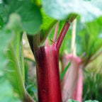 Large Rhubarb Plant Crown Division for Planting, Victoria Rhubarb Plant, Medium 4-6 Inch Root Starters, Low Maintenance Perennial for Landscapes and Pots