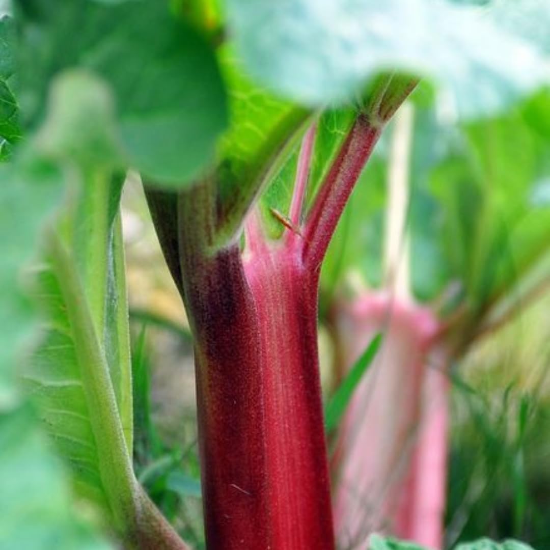 Victoria Rhubarb Plant, Well-Rooted 4-6" Rhubarb Root, Cold-Hardy High Yield Edible Plant for Backyard Rows