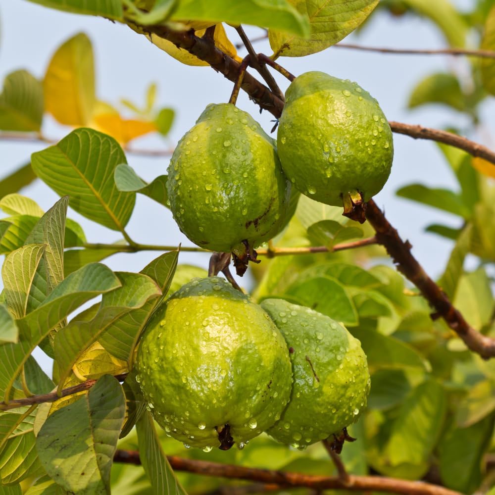 Pink Guava Tree Live Plant, 6-10 Inch Tall Guava Plant, Easy-to-Grow, Hardy, Sweet Tropical Fruit Tree for Garden & Outdoor Spaces, Ready to Grow