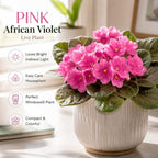 Pink African Violets Live Plant, 4-8" Tall African Violet Plant, Low Maintenance, Striking Velvet Leaves with Charming Pastel Blooms, for Home Décor & Gift