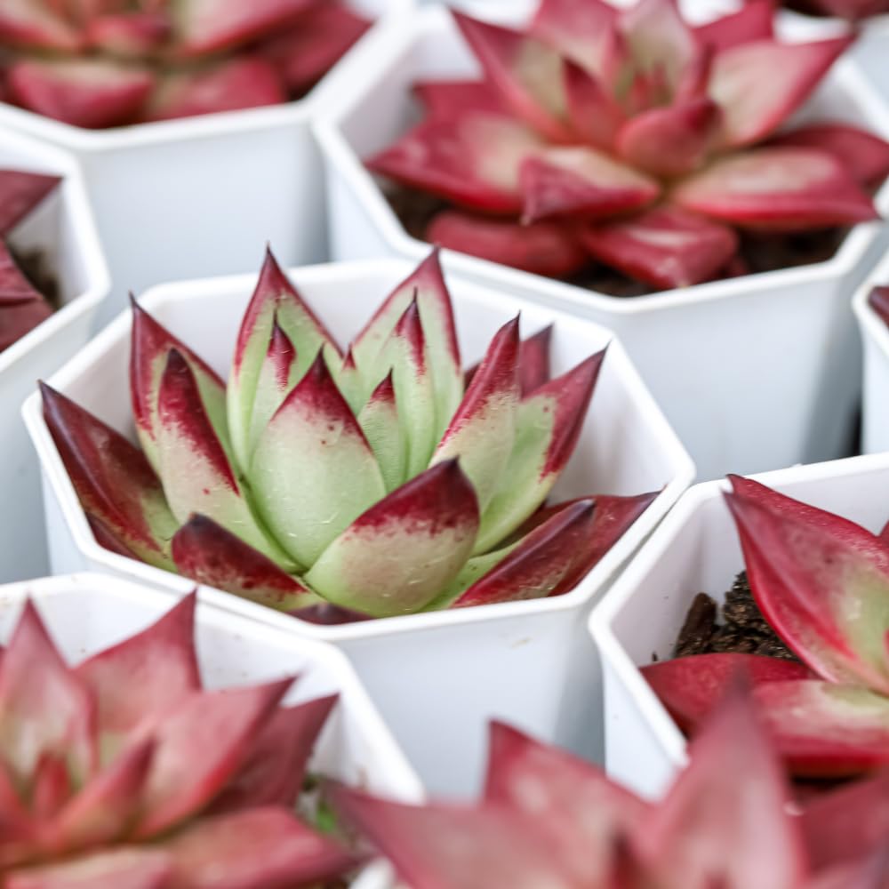 2 Echeveria Chroma Succulent Plants Live, 2 Inch Pot, Rare Live Succulent, Easy Care, Vibrant Color Indoor Houseplant for Home, Office Décor, Small Spaces & Gifts