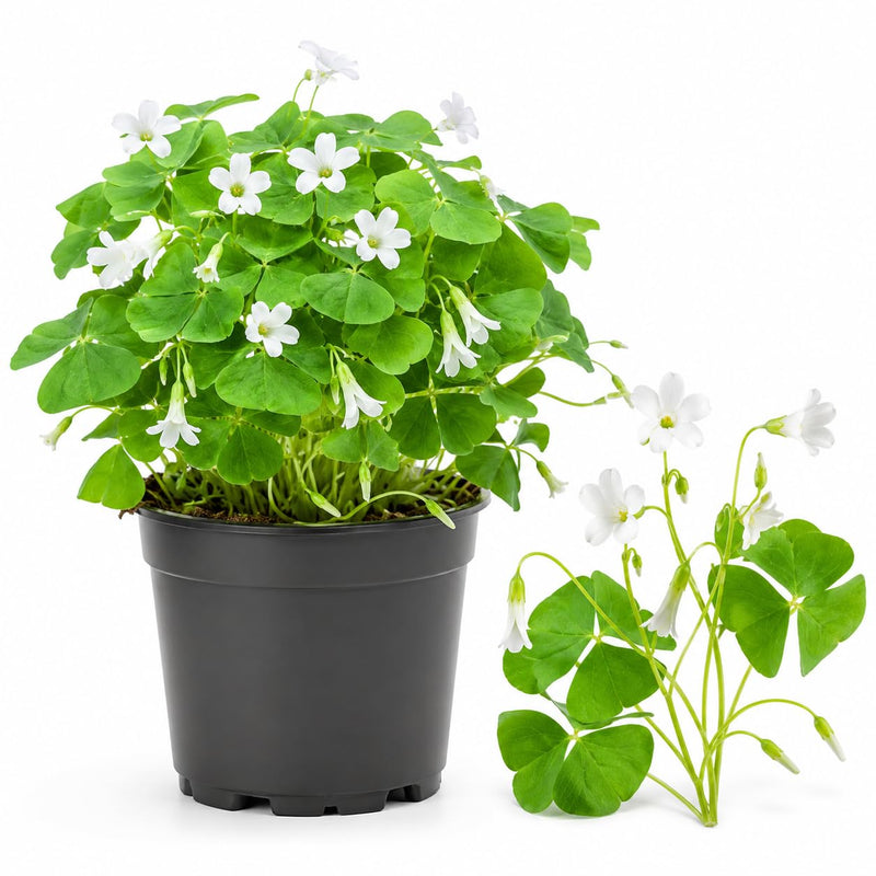 Oxalis Plant 4-6" Tall in Small Pot, Shade Loving Shamrock Plant, Vibrant Green Triangular Foliage, Hardy Perennial for Shade Gardens & Containers