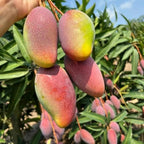 Valencia Pride Mango Trees Live Plants | 2.5–3 Ft Tropical Mango Variety | Fresh, Juicy Mango Fruit Tree for Yard & Patio | No Ship to CA,HI,AK