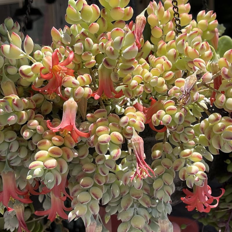Cotyledon Pendens Succulent Plant Live | 4 Inch Pot Rare Trailing Variety Houseplant for Indoor Growing and Collections